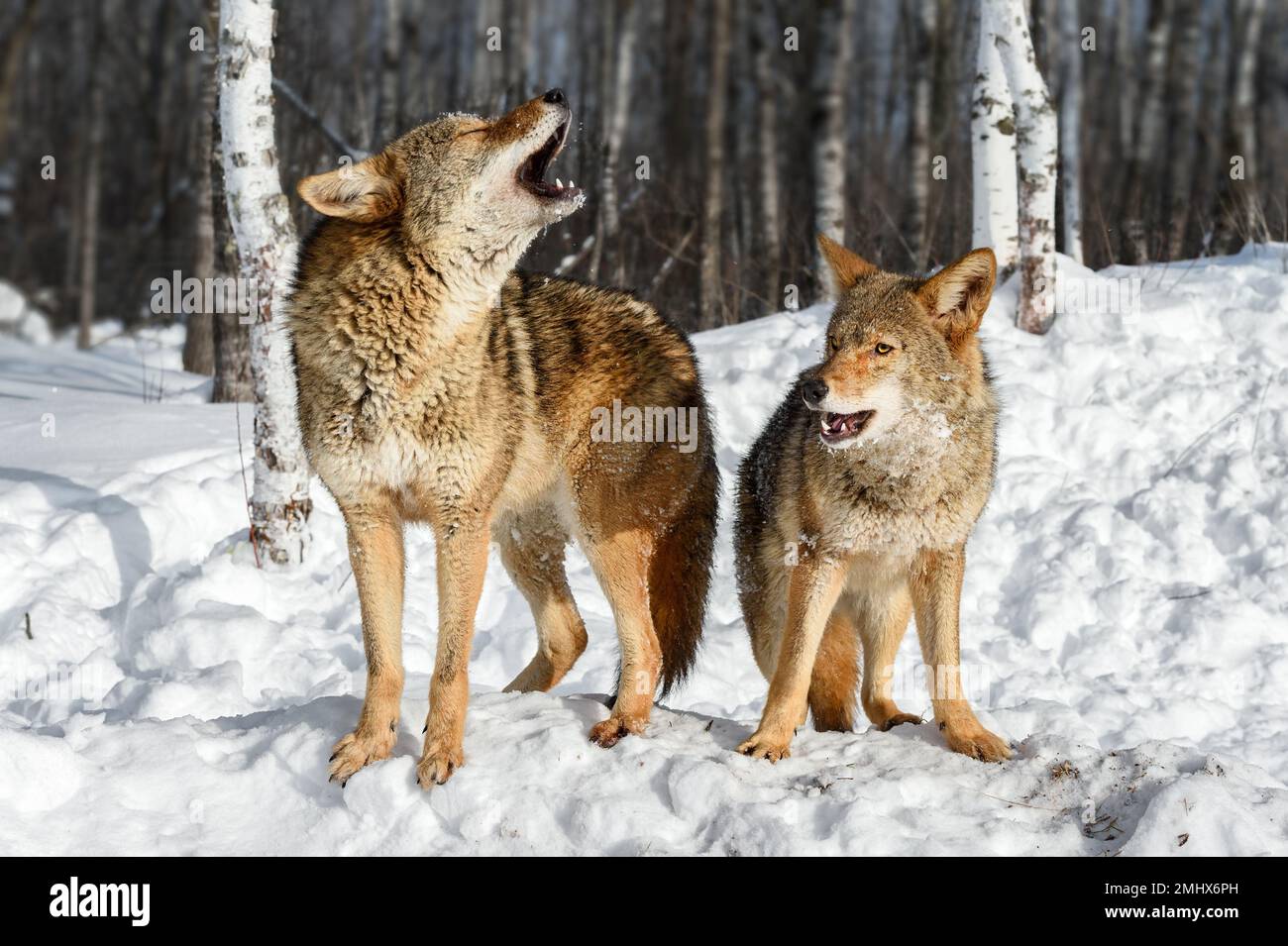 Coyotes (Canis latrans) Lift Heads to Howl Near Woods Winter - captive animals Stock Photo