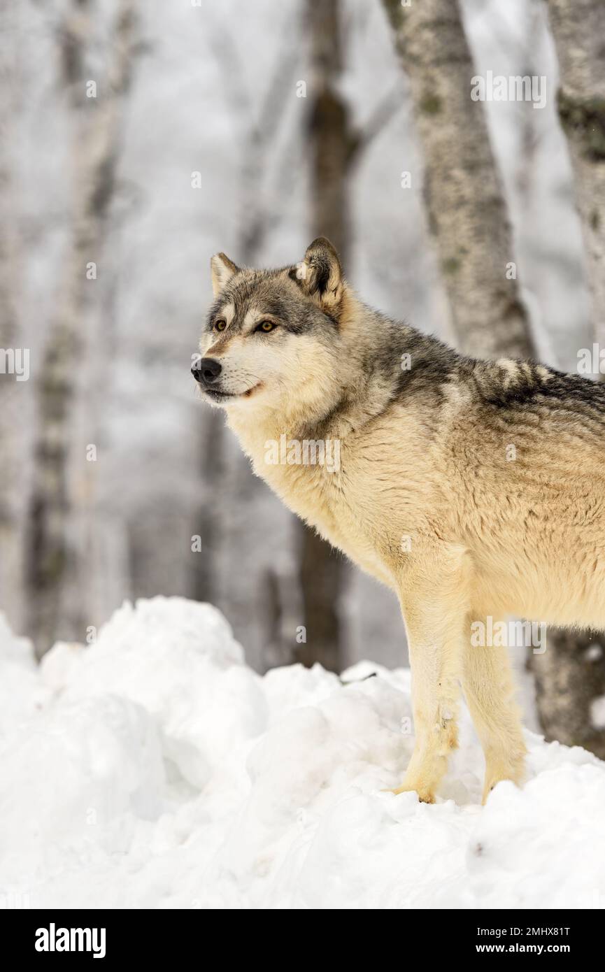 Wolf (Canis lupus) Stands on Snow Mound Looking Left Winter - captive animal Stock Photo