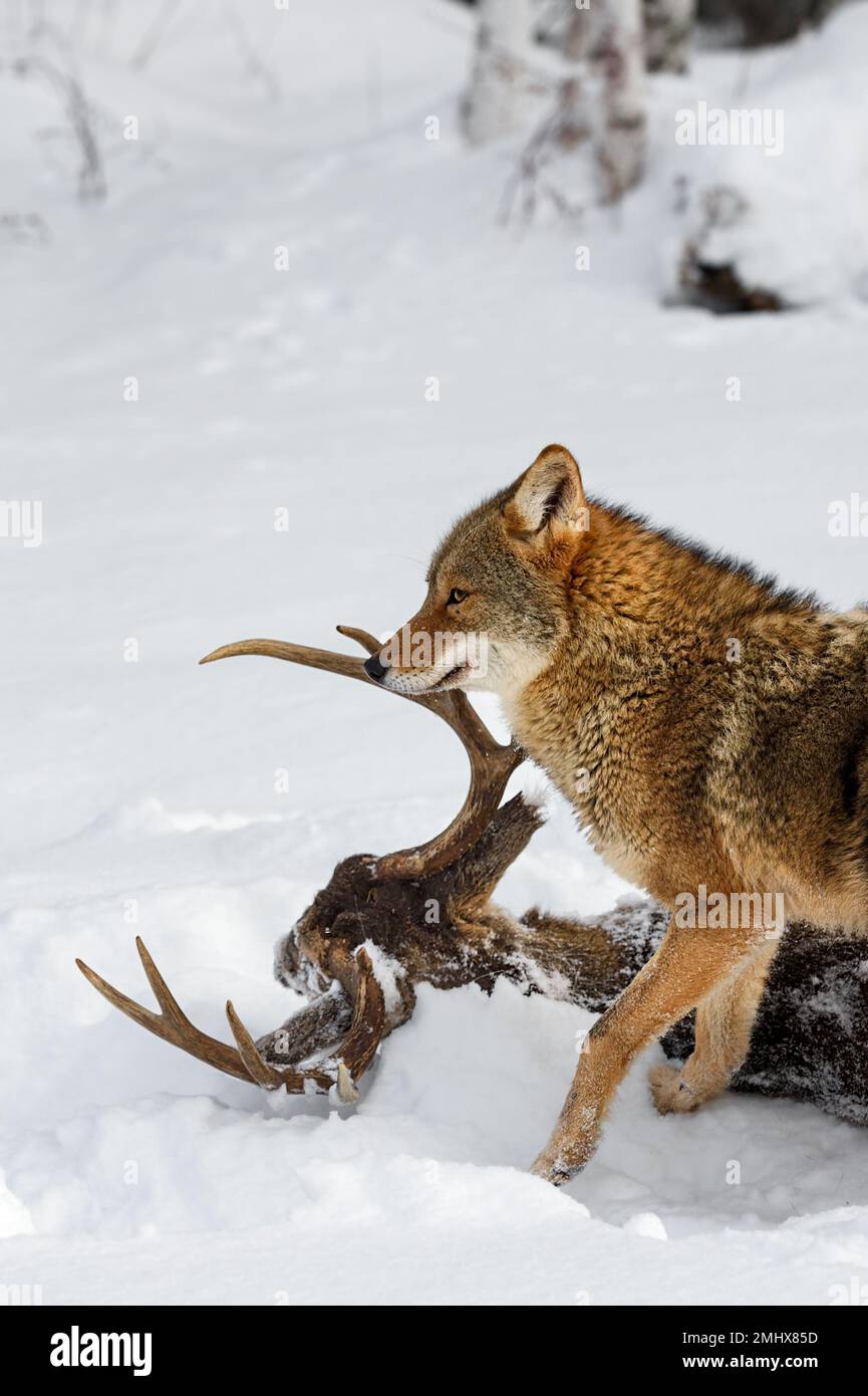 Coyote (Canis latrans) Stands Next to White-Tail Deer Antlers Ears to Sides Winter - captive animal Stock Photo