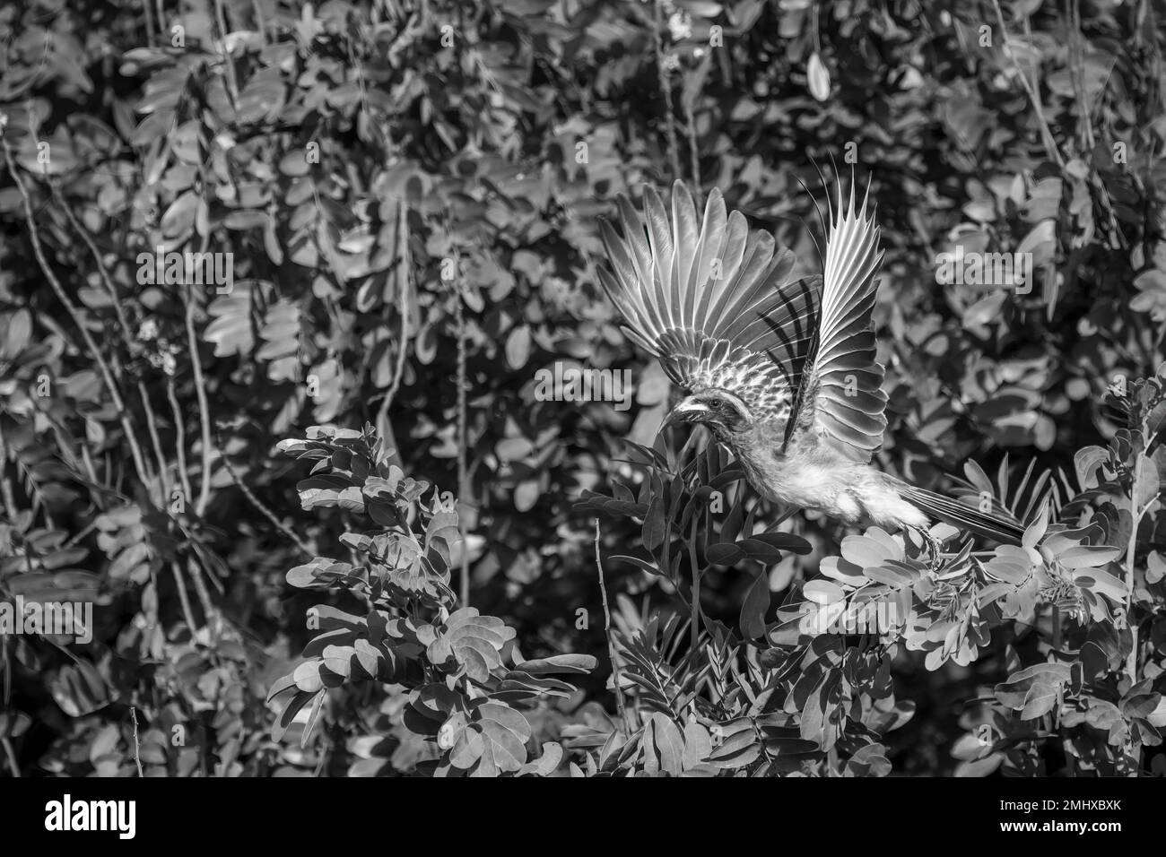 Mono African grey hornbill flies from bush Stock Photo