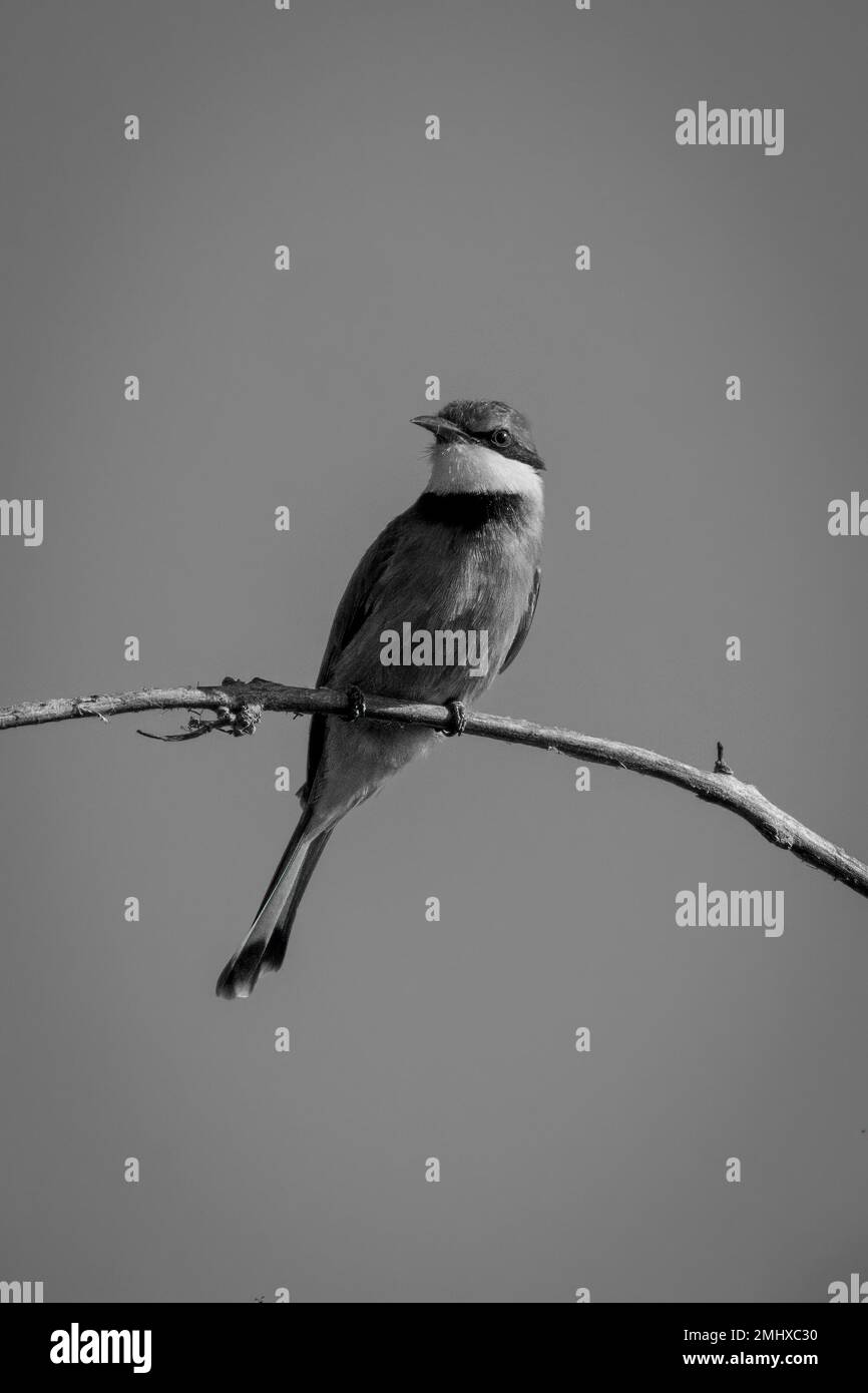 Mono little bee-eater on branch tucks wings Stock Photo