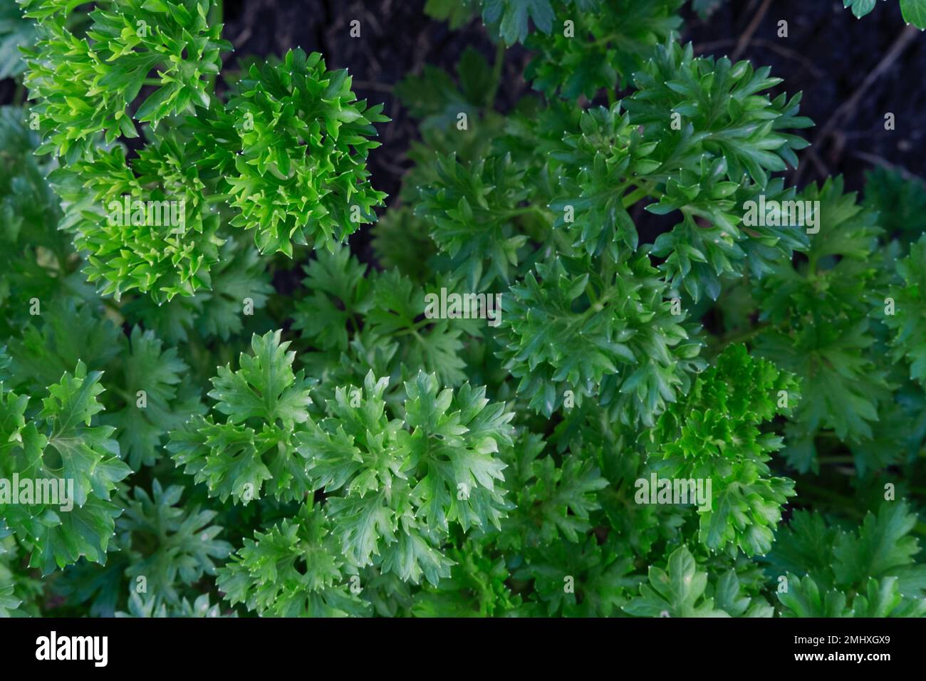 Fresh, juicy curly and common parsley in the garden of an eco-farm. Selective focus. Permaculture. Spices and herbs. Stock Photo