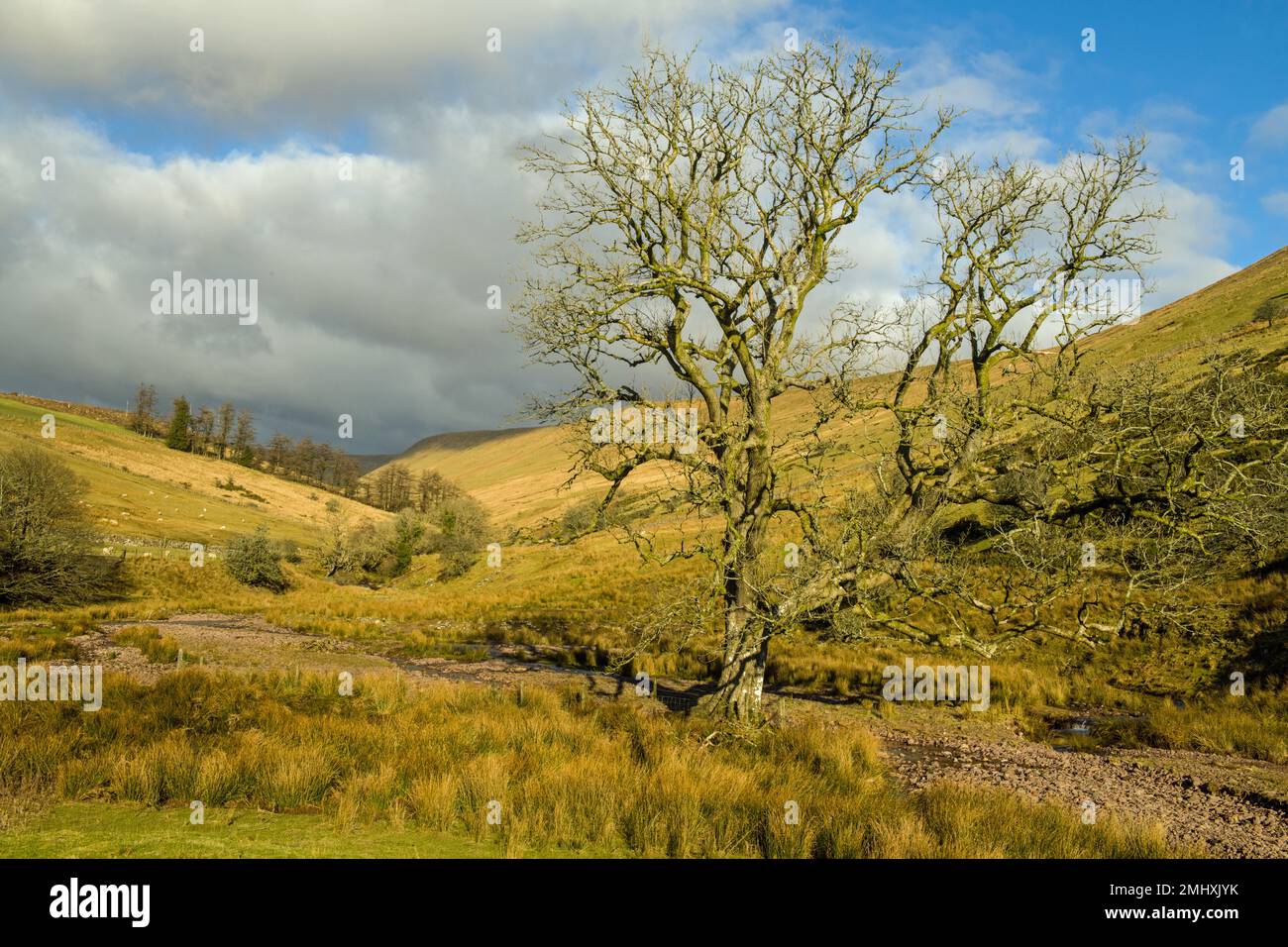 Nant Crew Valley showing old tree at the start in the Brecon Beacons National Park off the A470. Stock Photo
