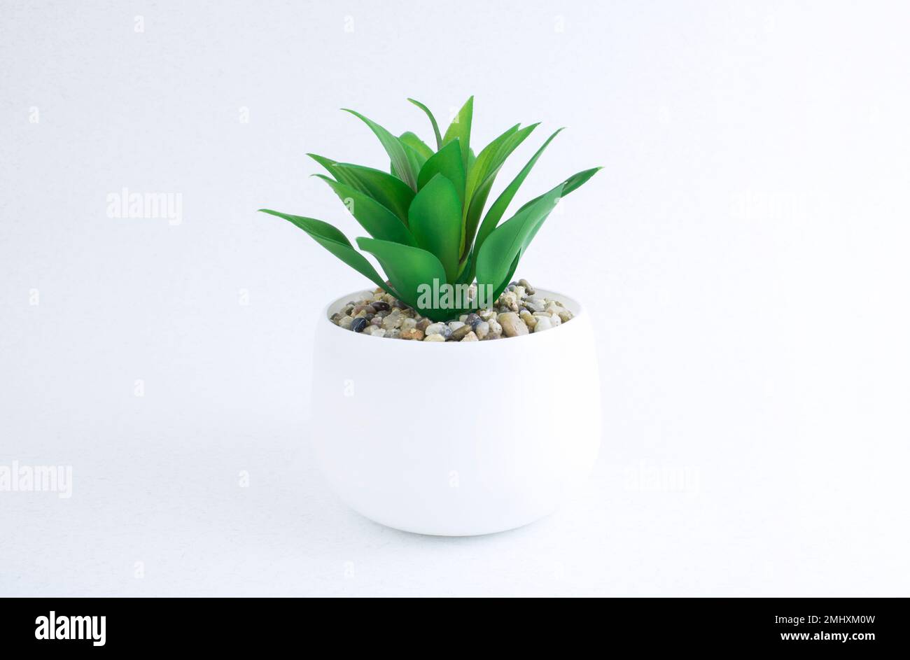 Home plant in a white pot isolated on white background. Green plants ...