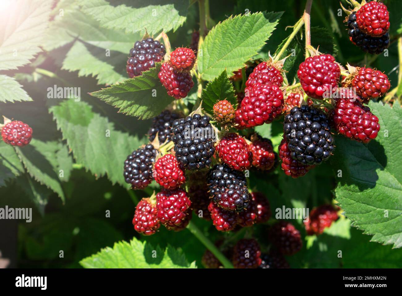 Blackberry bush close up. Berry background. Red and black berries of blackberries on a background of green leaves on a sunny day. Close-up of ripe bla Stock Photo