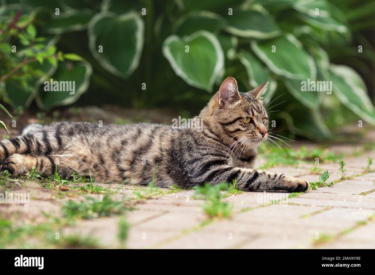 Cute young tabby cat lying down in the yard at countryside Stock Photo