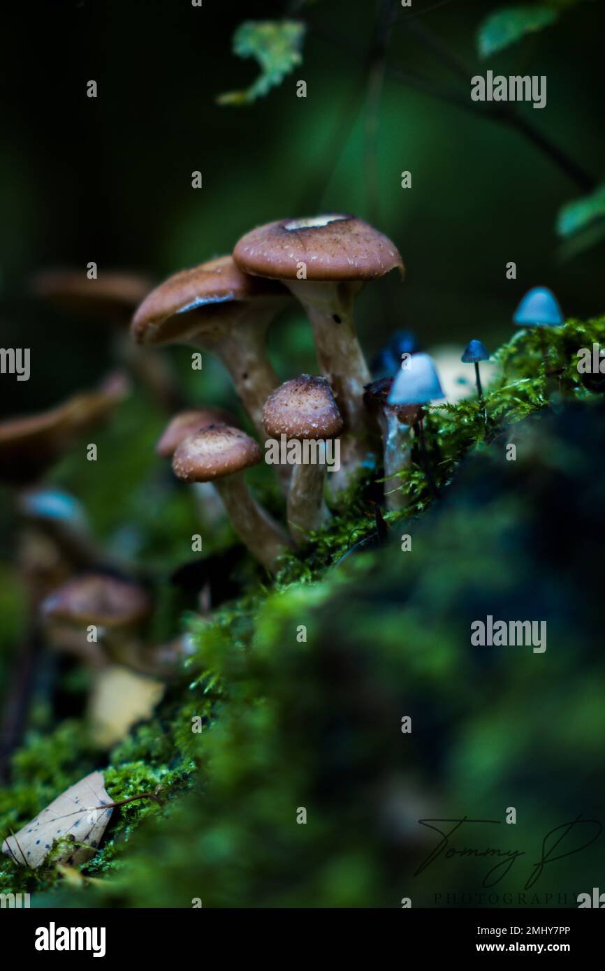 The start of the Fungus season with beautiful small blue caps. Stock Photo