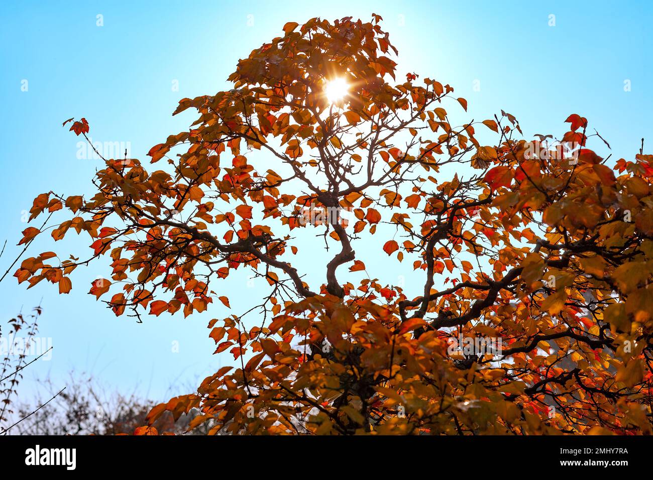Sun behind a Bonsai tree at The Humble Administrator Garden in Suzhou, Jiangsu province, China, Asia Stock Photo