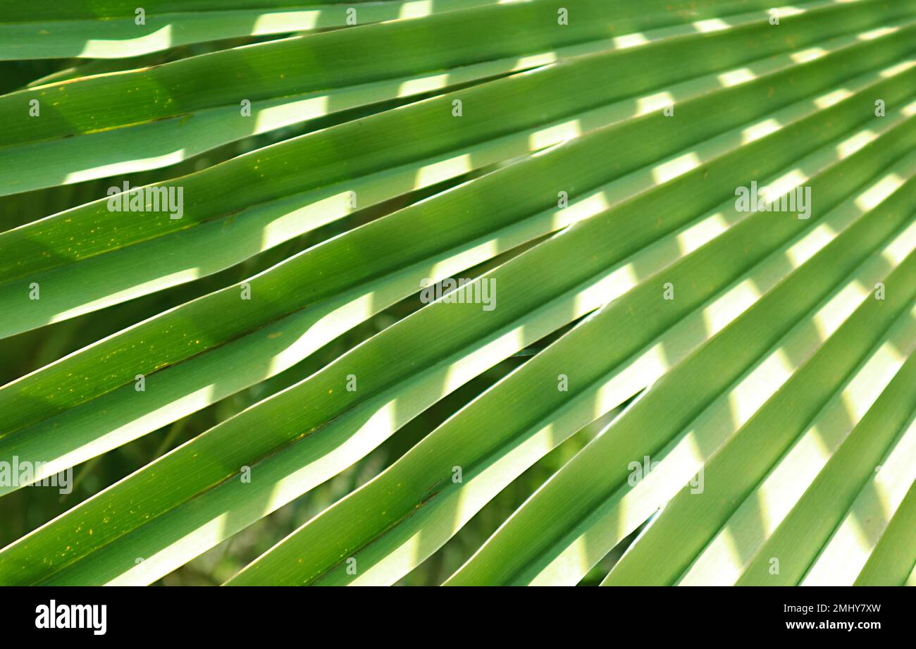 Artistic Pattern of Palm Leaves Reflections for Background or Banner Stock Photo