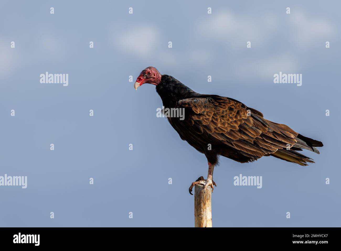 Turkey Vulture, Chupadera mountains, New Mexico, USA. Stock Photo