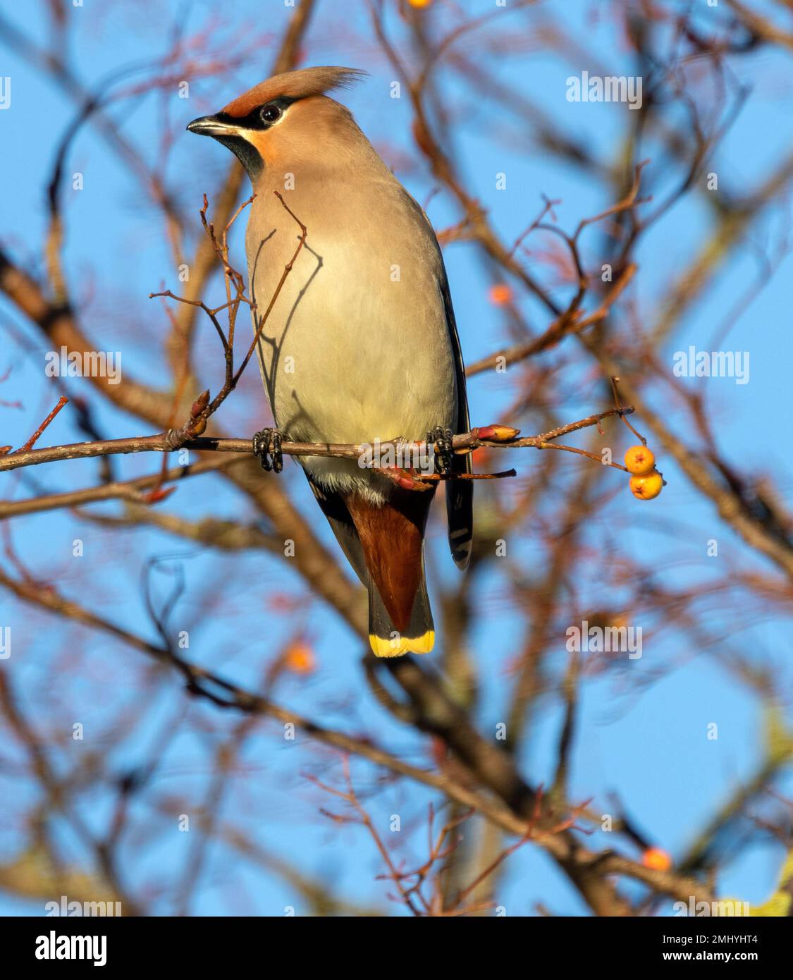 Some winters very few Waxwings arrive in the UK to over-winter. But harsh winter conditions in northern Eurasia will result in flocks arriving in UK. Stock Photo