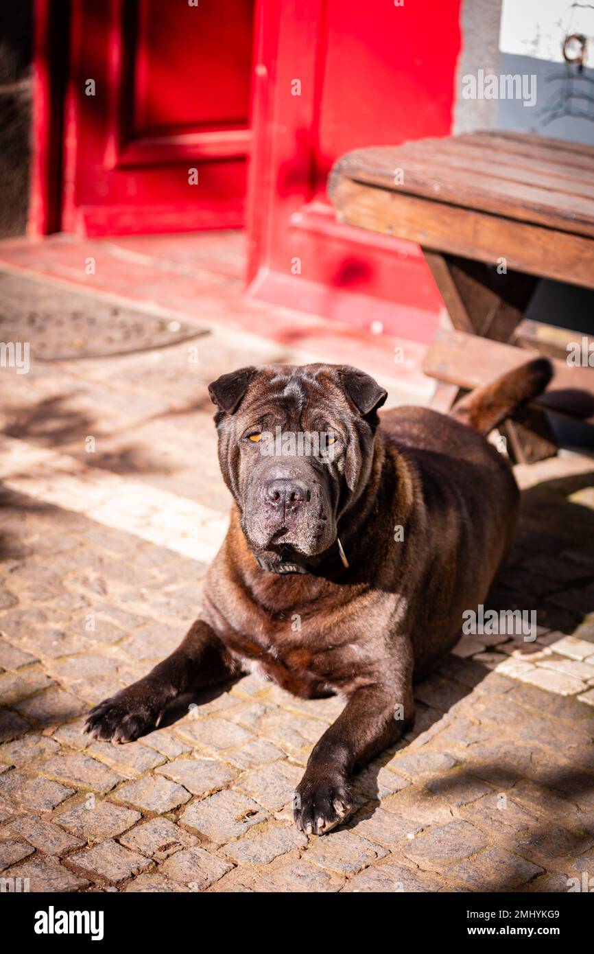 Cute brown dog, outdoors looking attentively, red background colors. Stock Photo