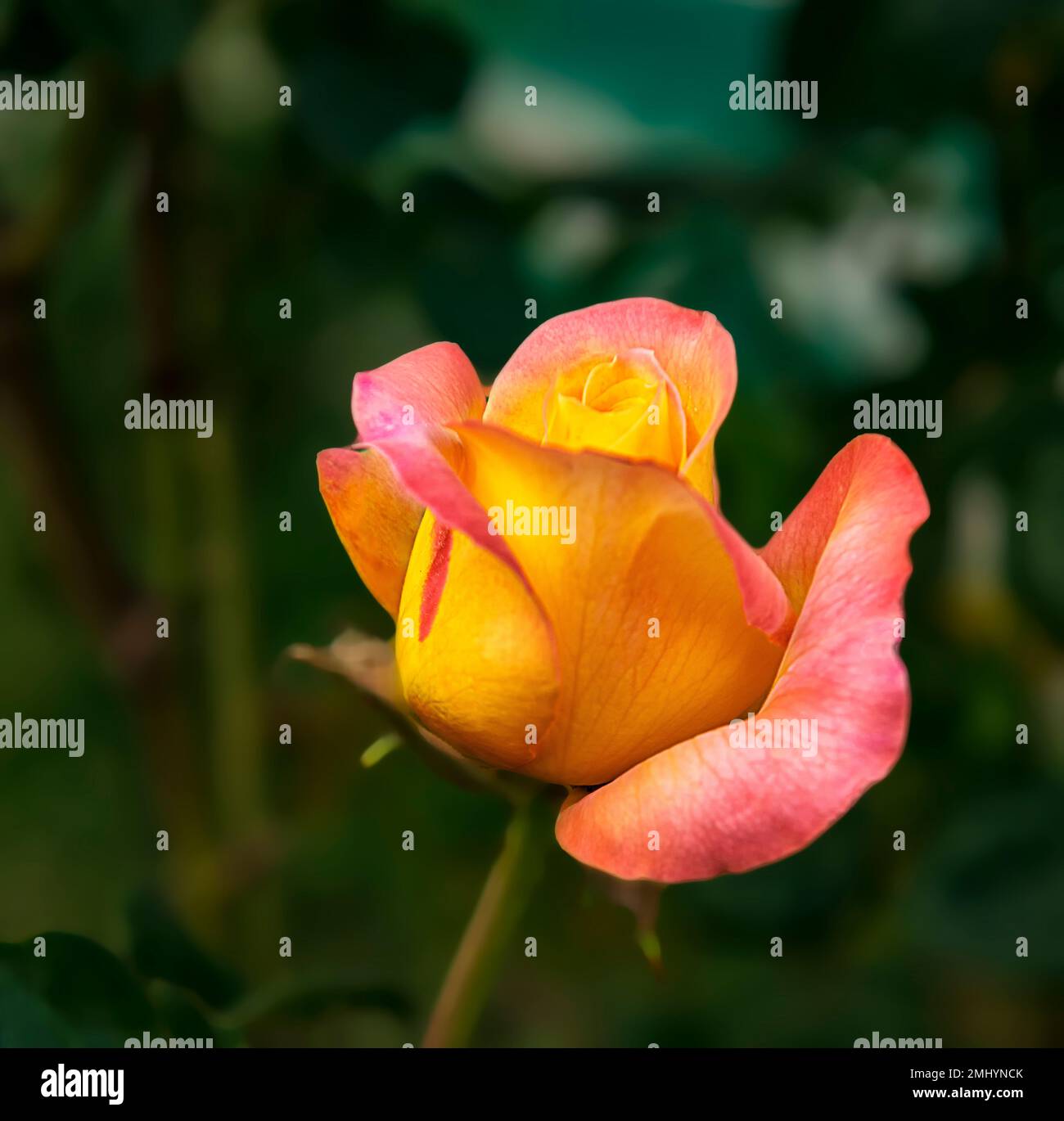 Opening flower bud of a beautiful bicolor rose Stock Photo Alamy