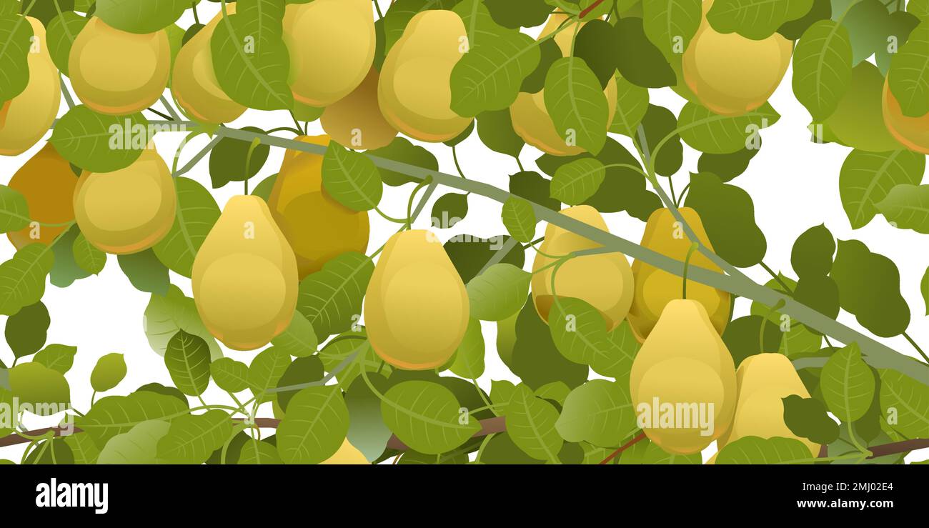 Branches overgrown pear with ripe fruits. Garden plant with edible