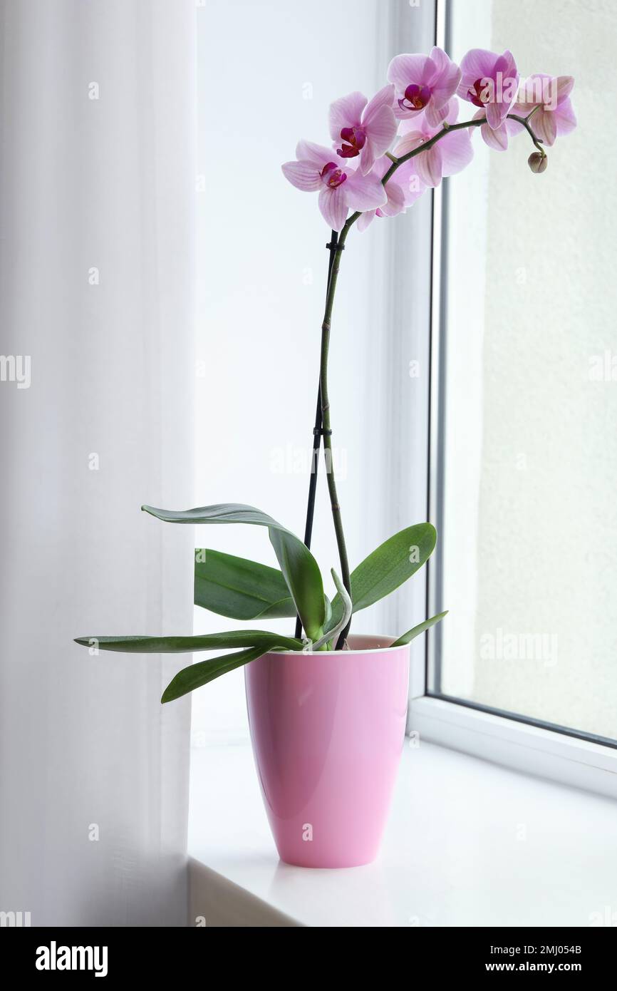 Beautiful potted Phalaenopsis orchid on window sill indoors Stock Photo