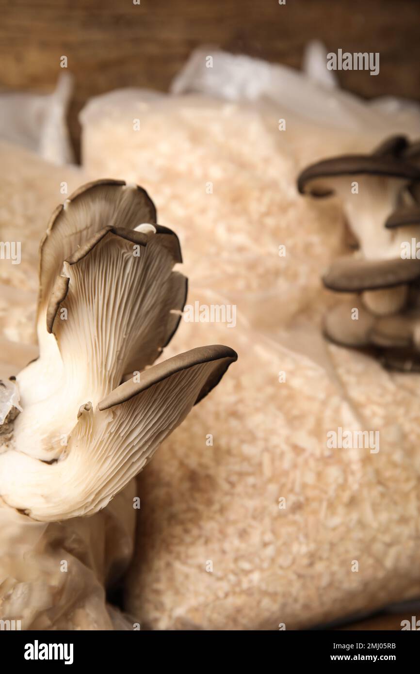 Oyster mushrooms growing in sawdust, closeup. Cultivation of fungi