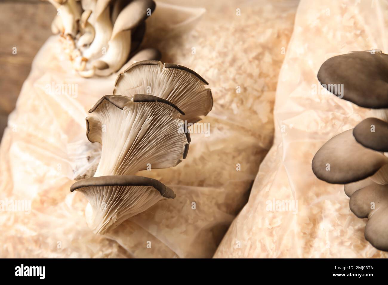 Oyster mushrooms growing in sawdust, closeup. Cultivation of fungi ...