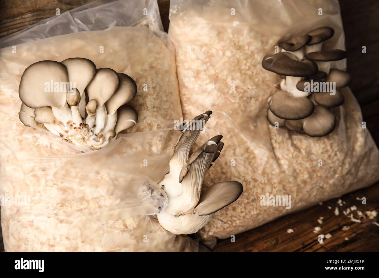 Oyster mushrooms growing in sawdust. Cultivation of fungi Stock Photo
