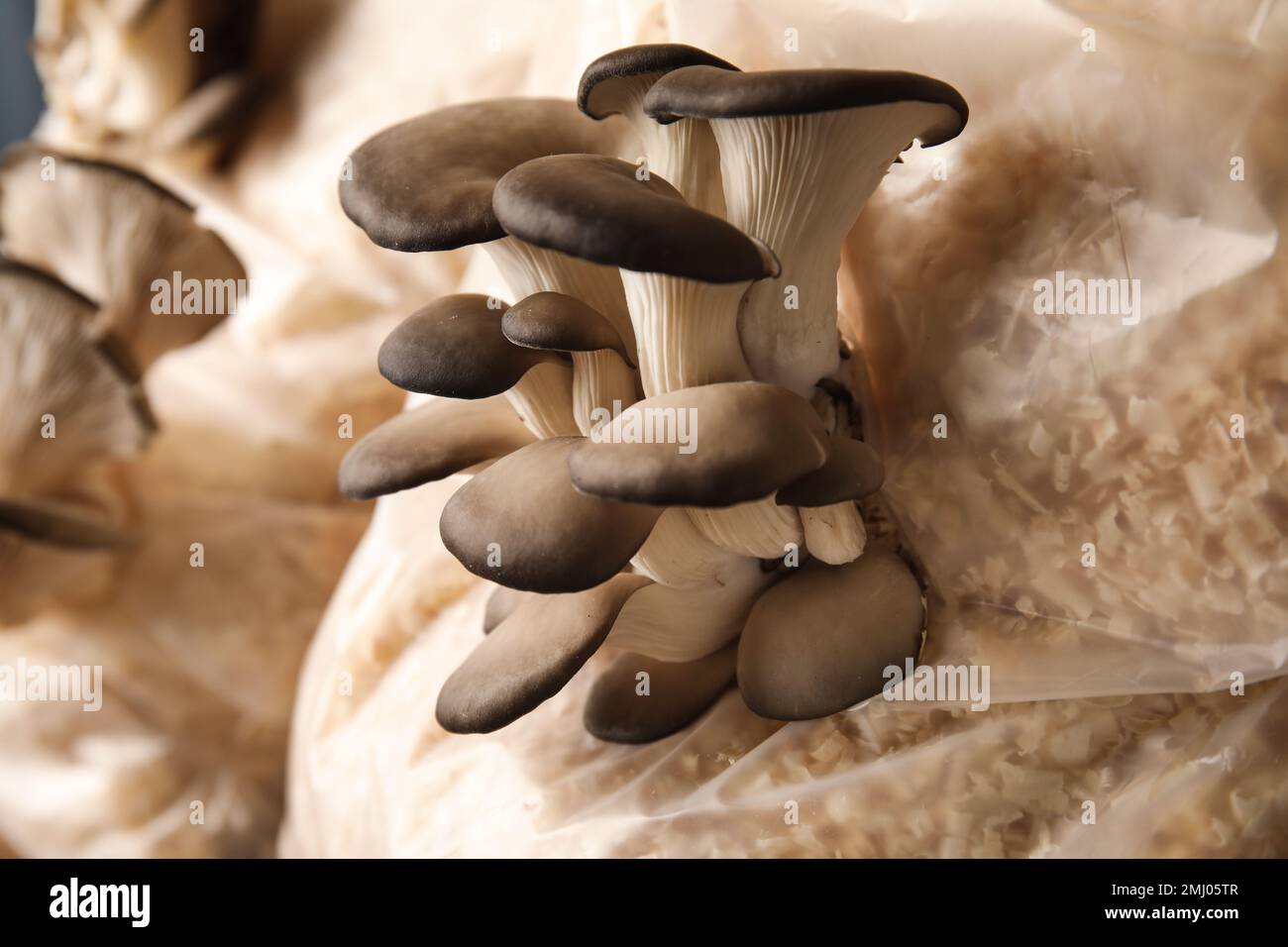 Oyster mushrooms growing in sawdust, closeup. Cultivation of fungi
