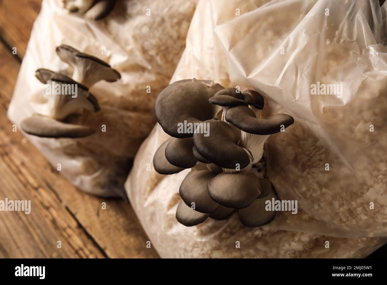 Oyster mushrooms growing in sawdust, closeup. Cultivation of fungi