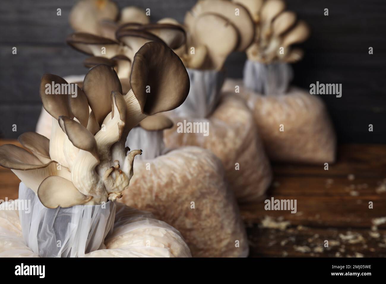 Oyster mushrooms growing in sawdust on wooden table, closeup