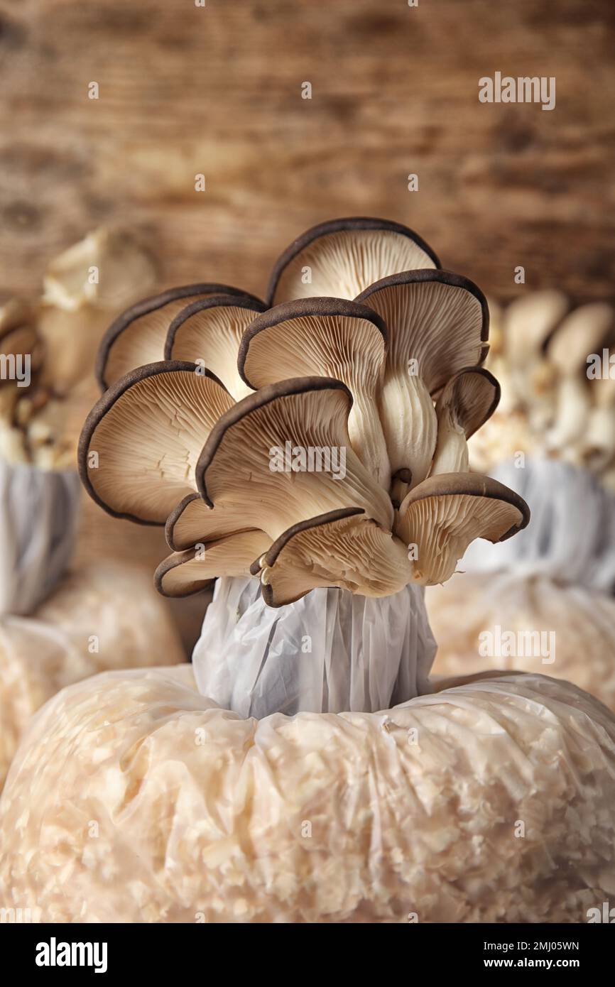 Oyster mushrooms growing in sawdust on wooden table, closeup