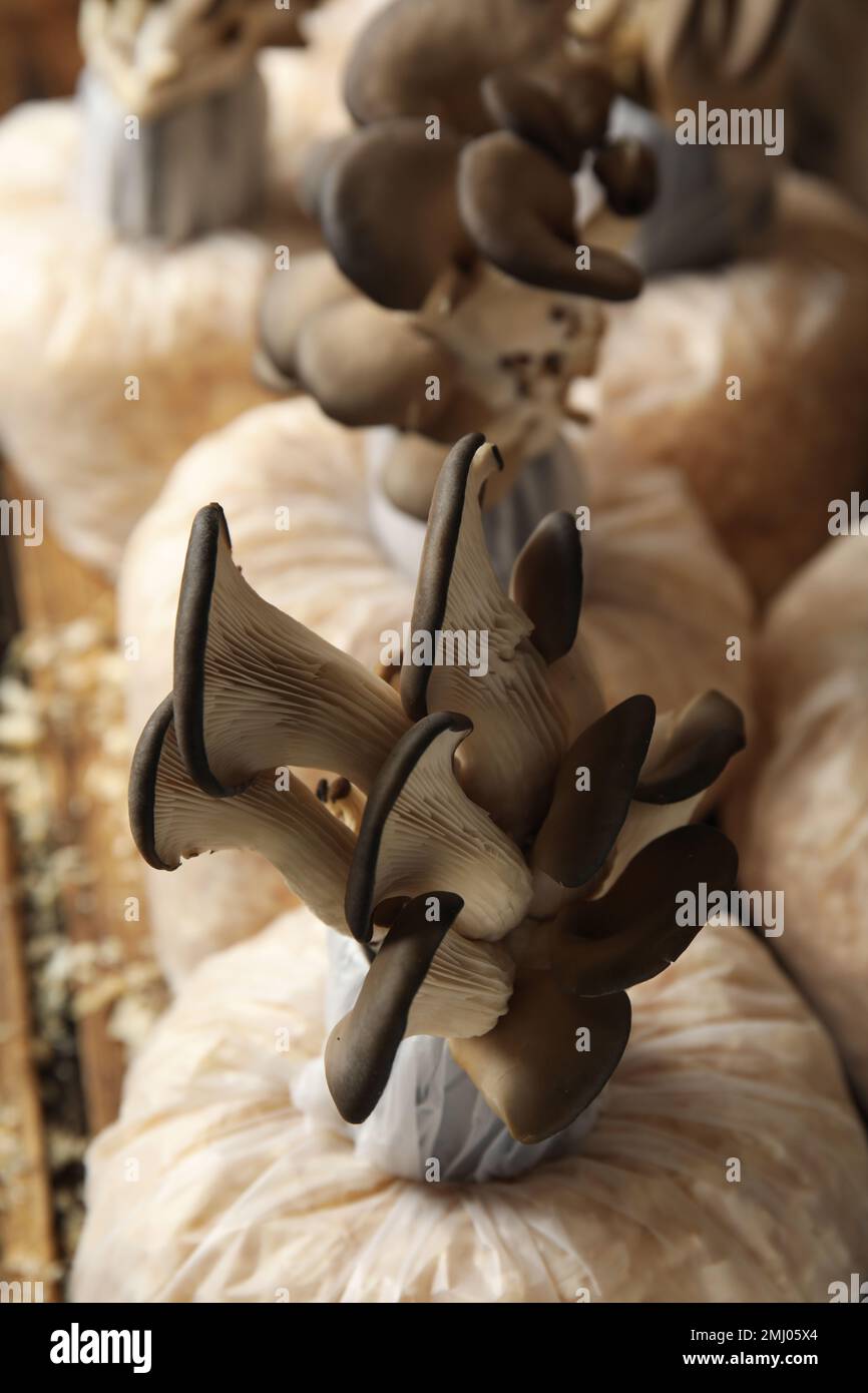 Oyster mushrooms growing in sawdust, closeup. Cultivation of fungi