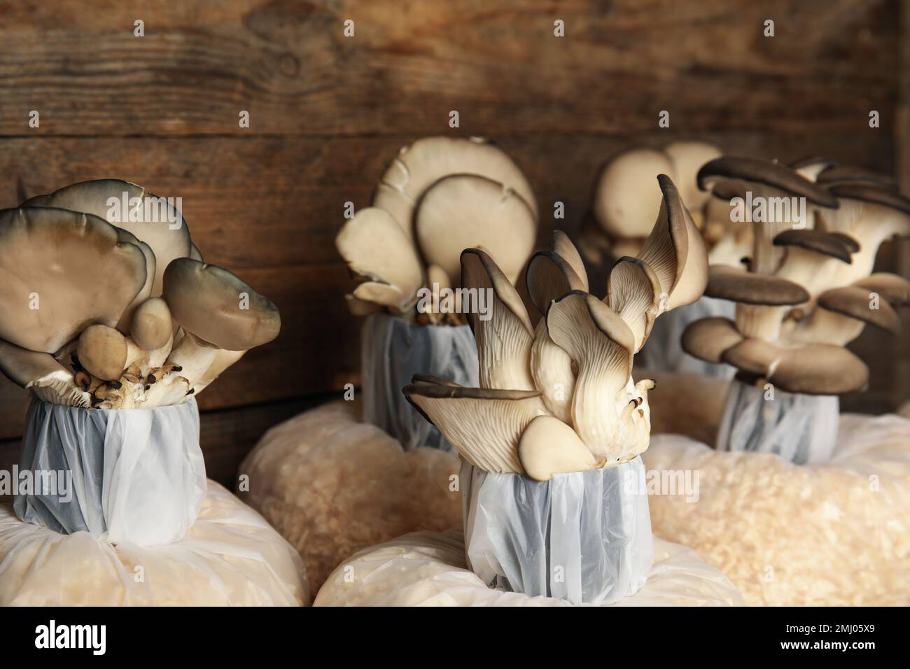 Mobil telefonlar uchun porno