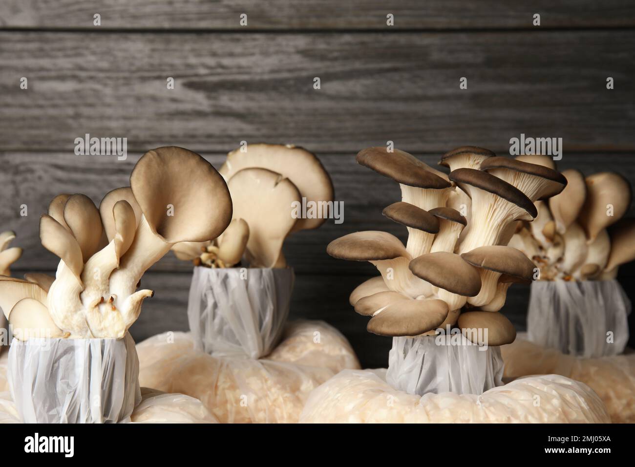 Oyster mushrooms growing in sawdust on dark wooden background
