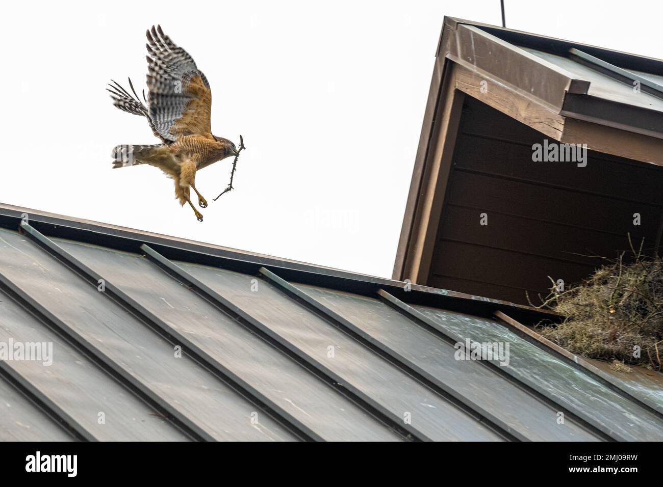 Red-shouldered hawk (Buteo lineatus) carrying a small branch and approaching its nest atop the Baughman Center on the University of Florida campus. Stock Photo