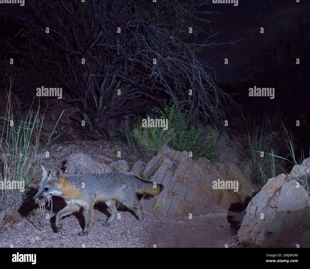 Kangaroo rats hi-res stock photography and images - Alamy