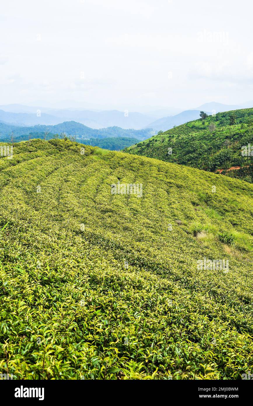 Tea crop in tea hill in Da Lat Vietnam Stock Photo Alamy