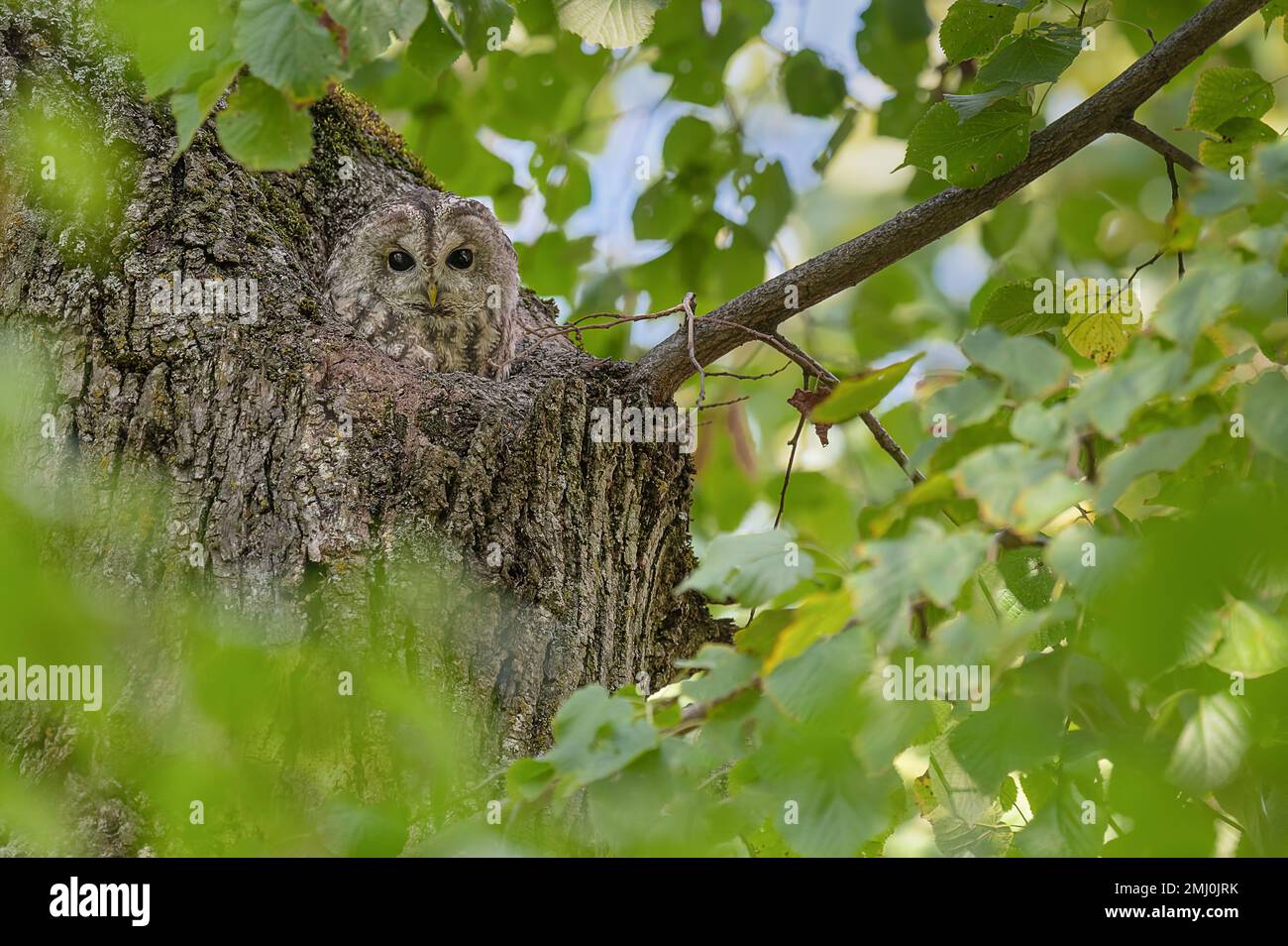 My home, the tawny owl on nest (Strix aluco) Stock Photo