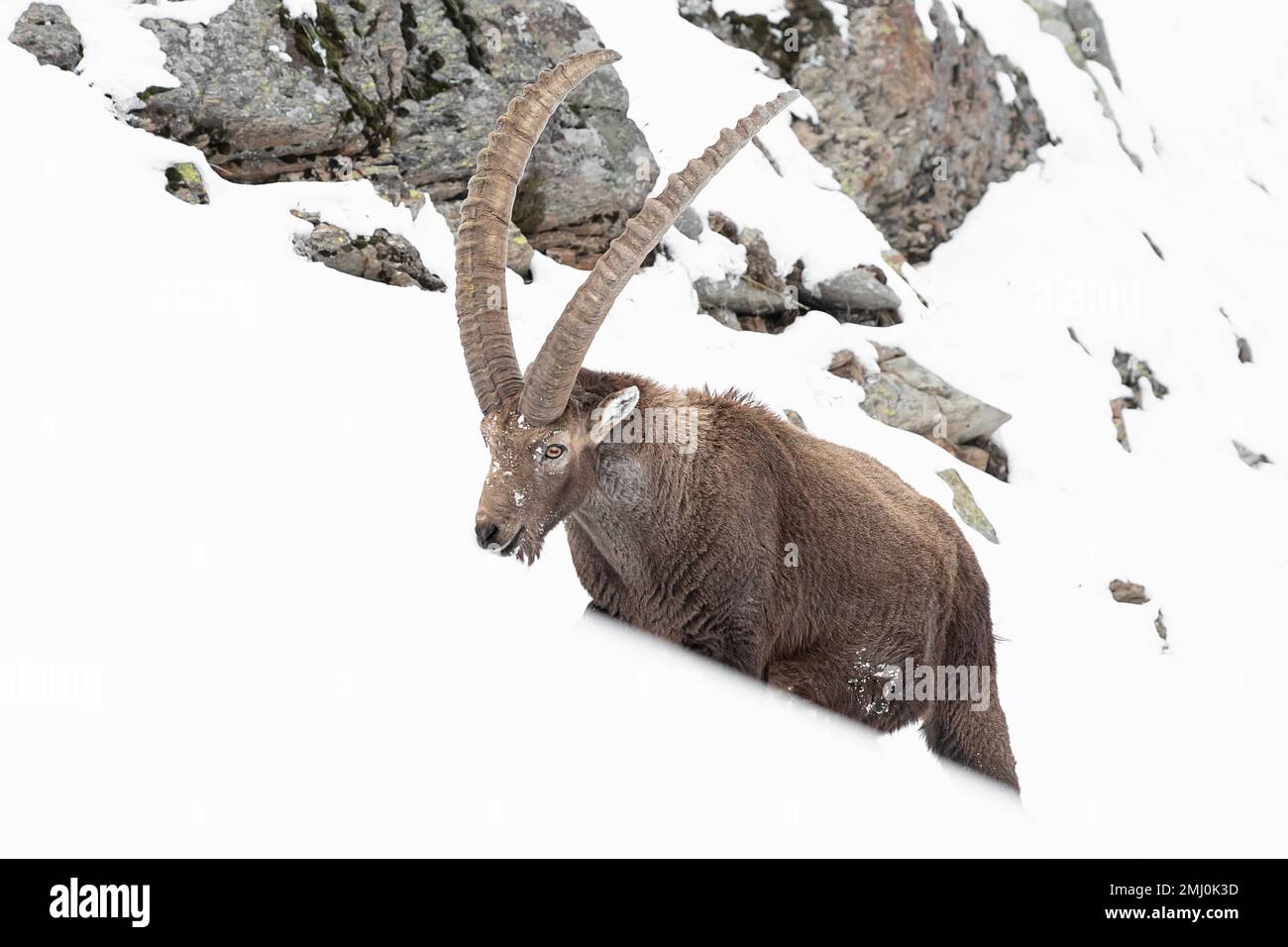 Walking on snow, the mighty Ibex mountain (Capra ibex) Stock Photo