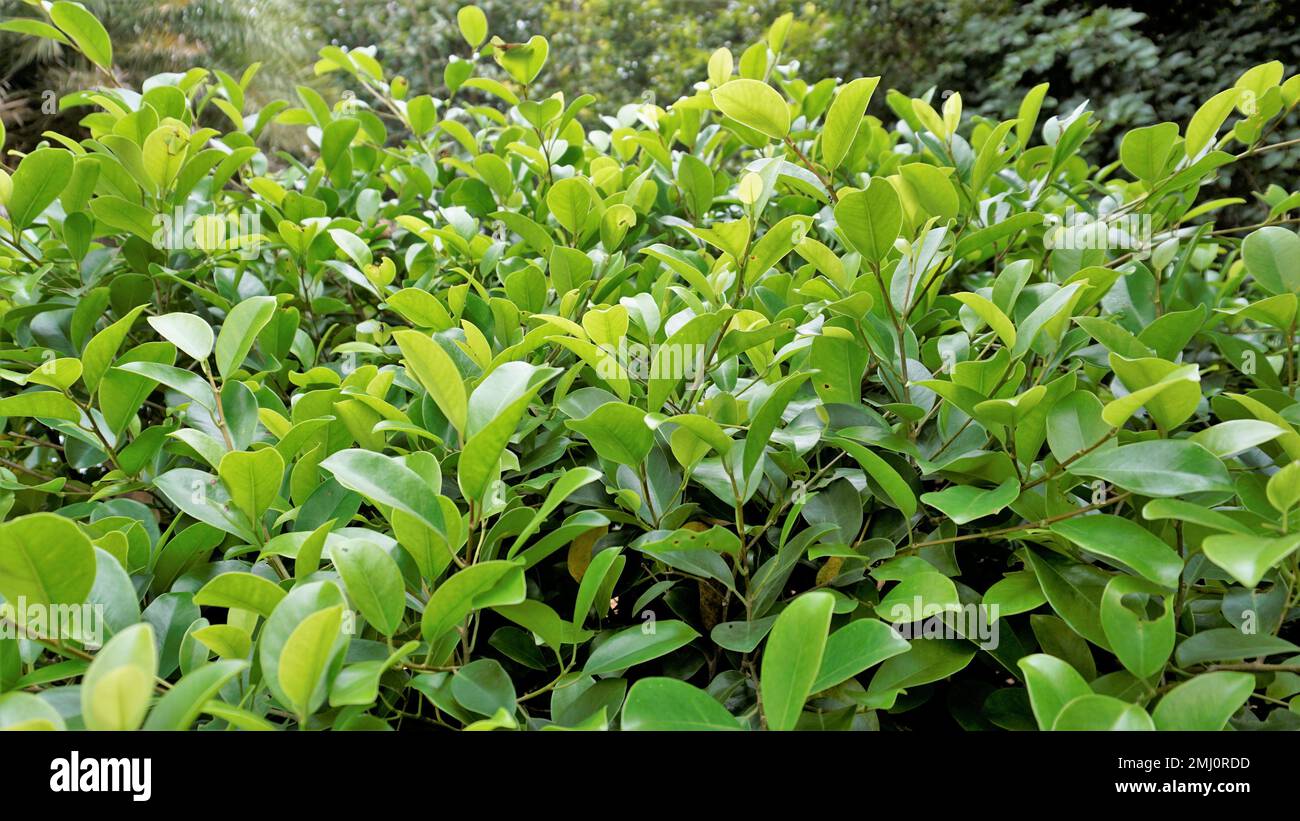 Closeup of ficus leaves. Bright green fence decorative tree leaves of