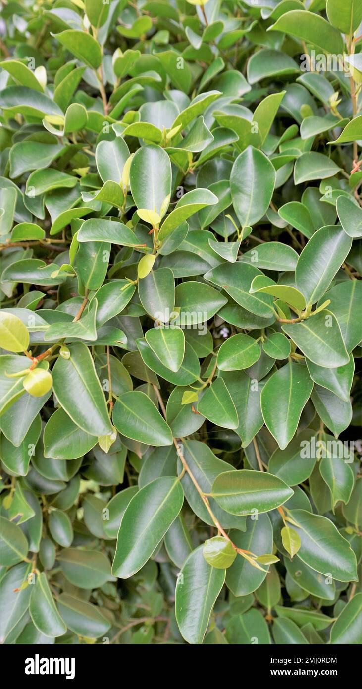 Closeup of ficus leaves. Bright green fence decorative tree leaves of garden or park. Background natural shiny Texture. Stock Photo