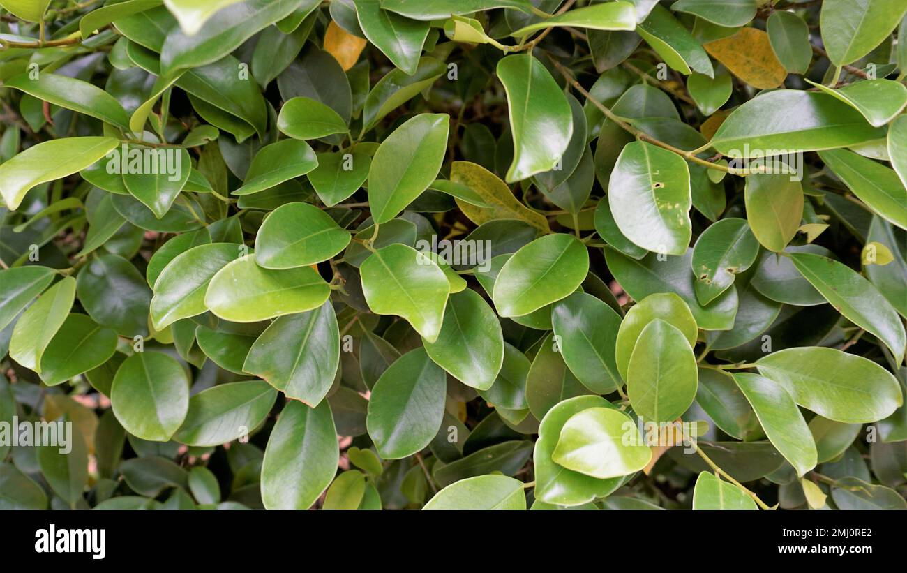 Closeup of ficus leaves. Bright green fence decorative tree leaves of garden or park. Background natural shiny Texture. Stock Photo
