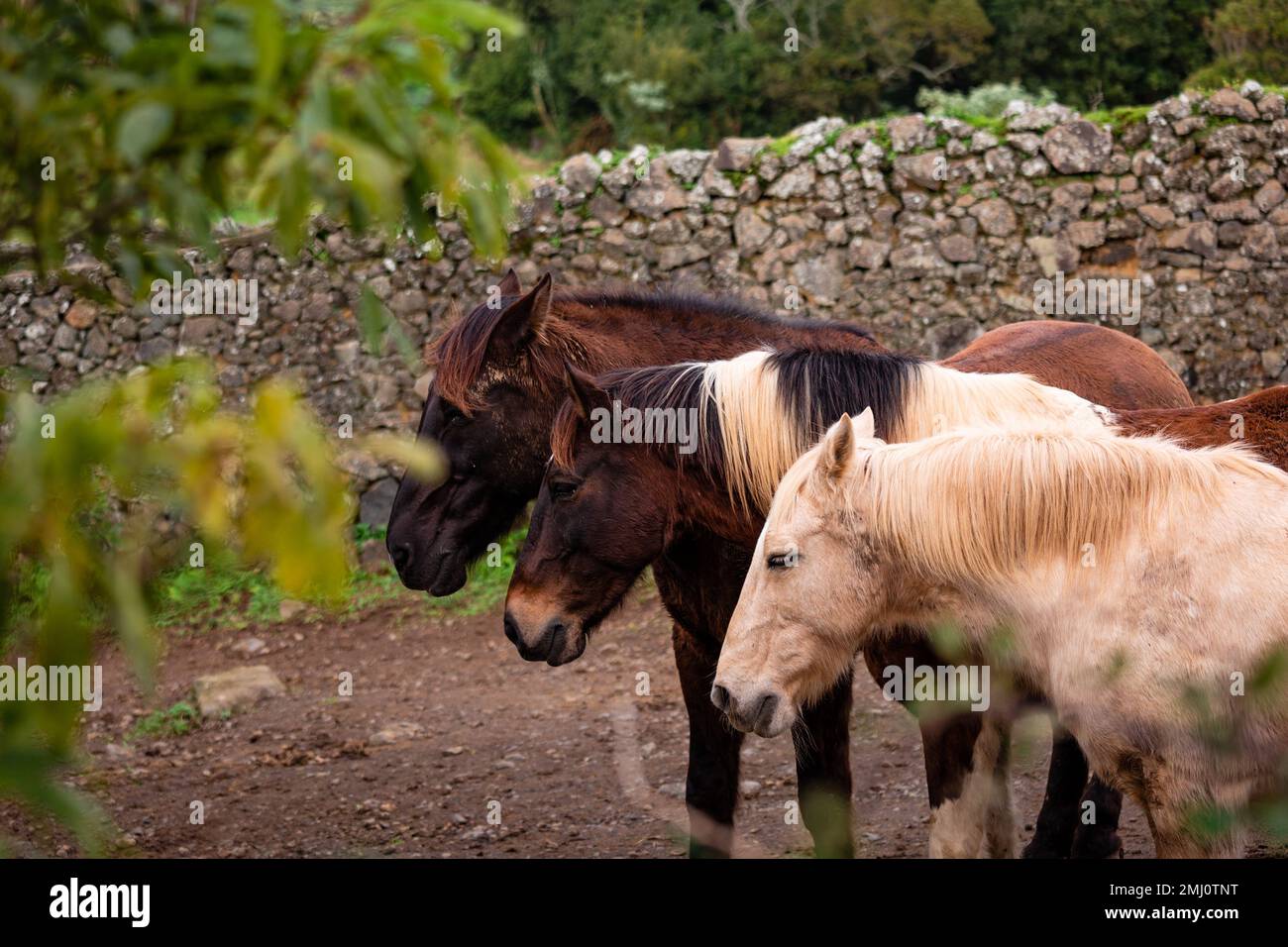 Horses on pasture, in the heard together, happy animals, Portugal Lusitanos Stock Photo