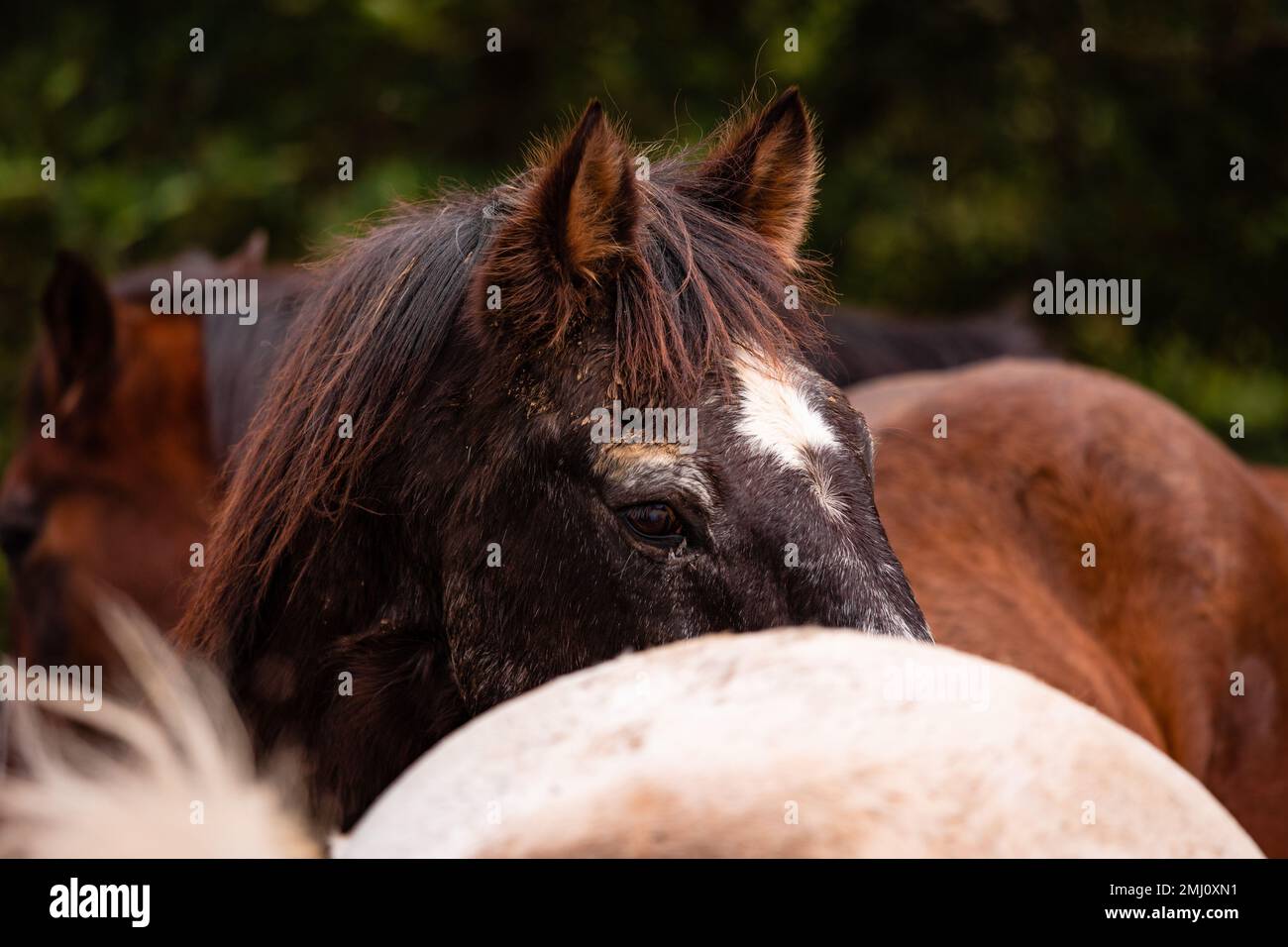 Horses on pasture, in the heard together, happy animals, Portugal Lusitanos Stock Photo