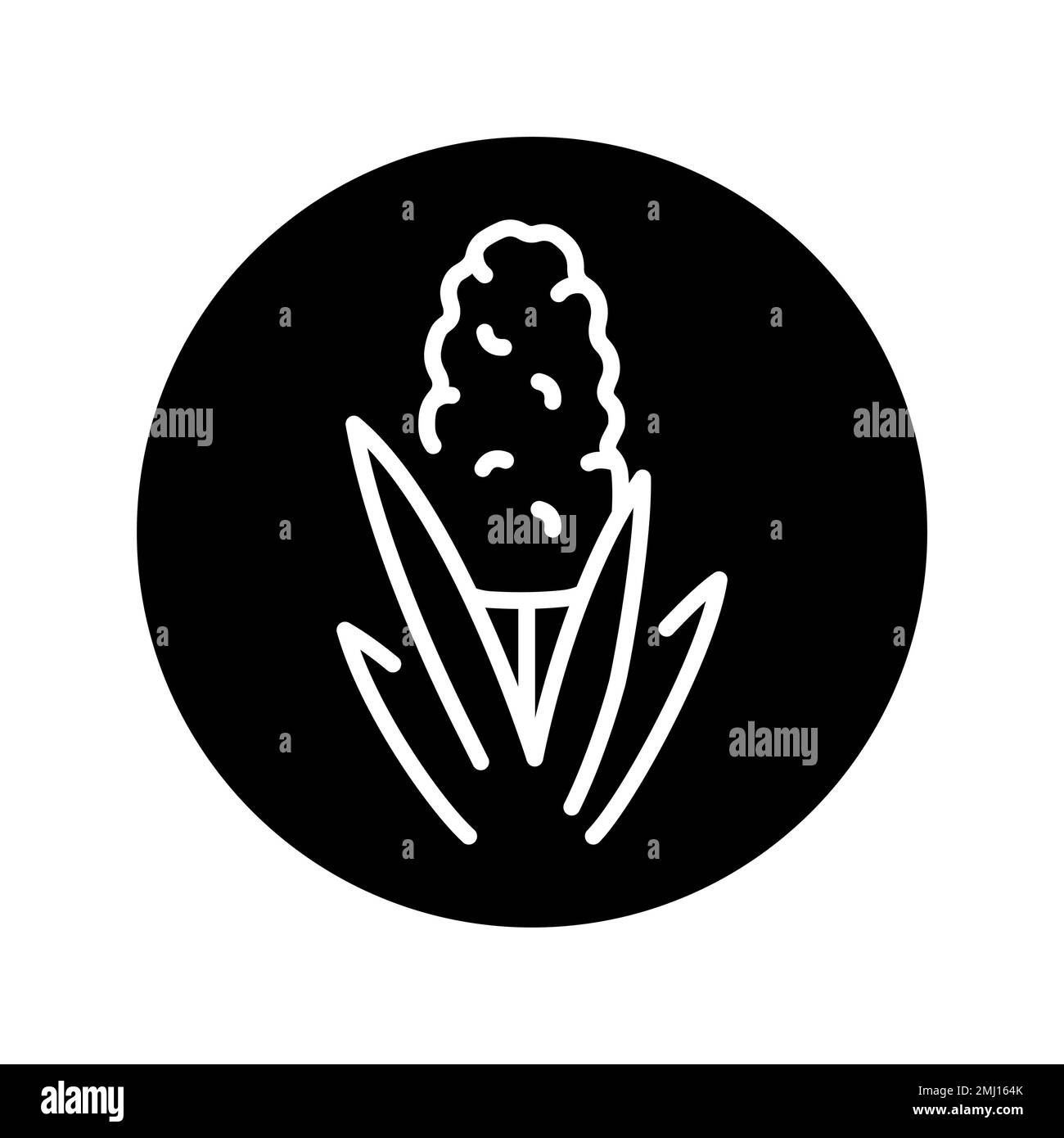 Hyacinth oil Stock Vector Images - Alamy