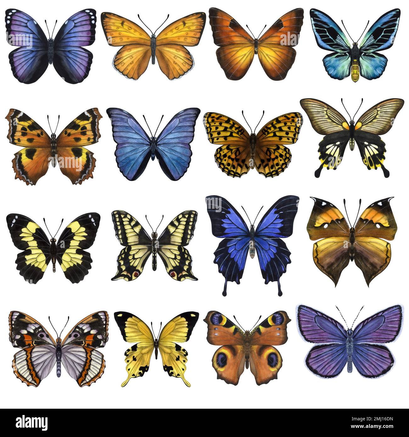 Beautiful Colorful Butterflies