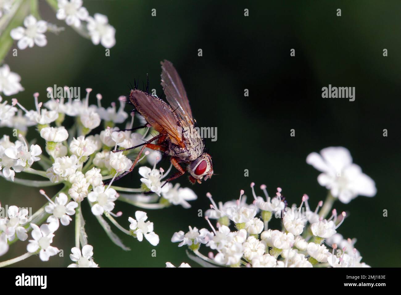 Tachinid fly (Tachinidae sp). Parasitoids of other insects. The larvae control plant pests. A fly on a flower. Stock Photo