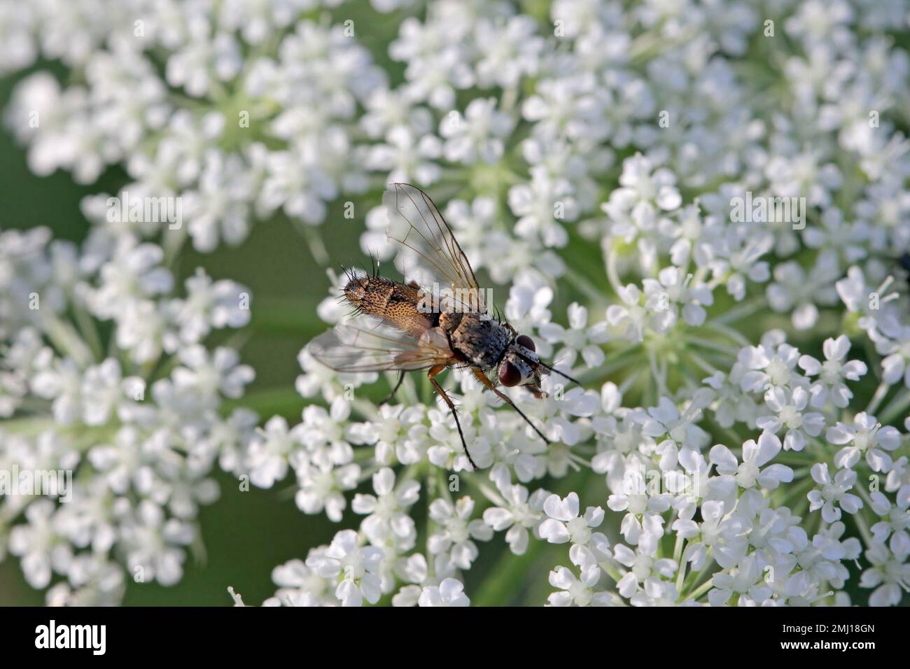 Tachinid fly (Tachinidae sp). Parasitoids of other insects. The larvae control plant pests. A fly on a flower. Stock Photo