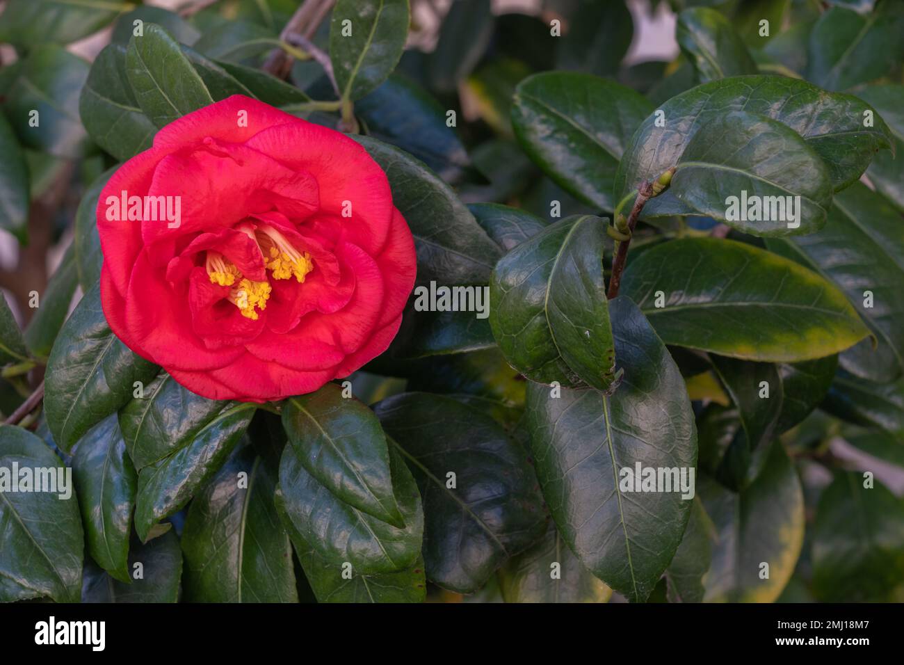 Closeup view of bright red pink flower of camellia japonica bush blooming in winter Stock Photo