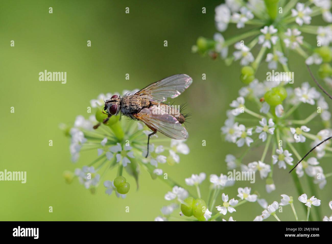 Tachinid fly (Tachinidae sp). Parasitoids of other insects. The larvae control plant pests. A fly on a flower. Stock Photo