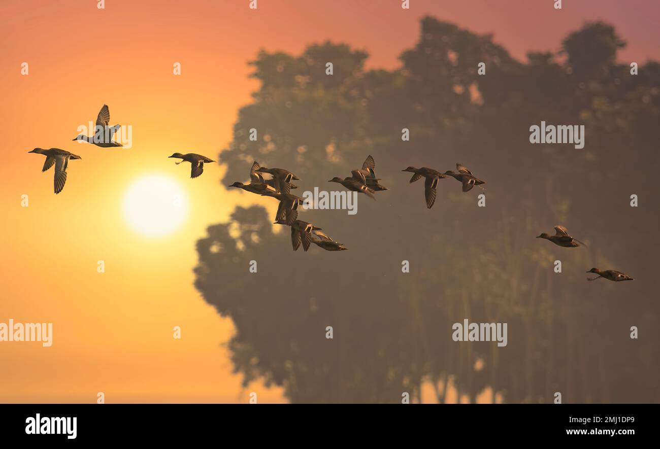 Flock of migratory birds in flight at sunset at Bannerghatta forest in Karnataka Stock Photo