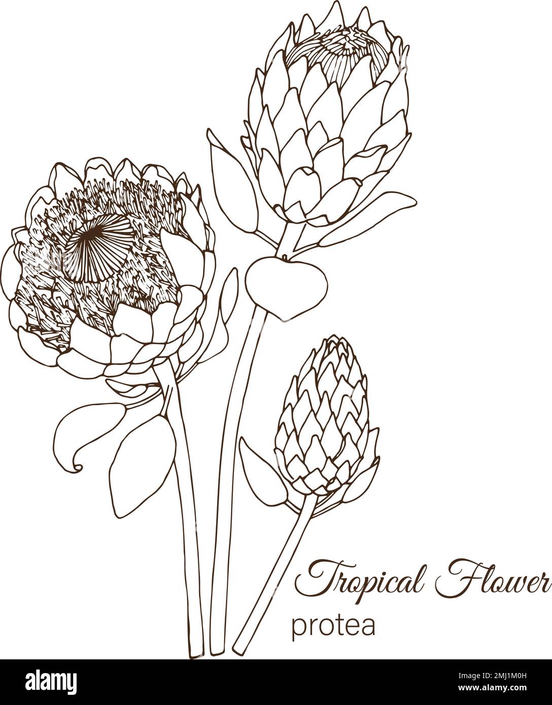 Vector illustration of tropical flower isolated on white background. Hand drawn protea. Floral outline. Coloring page. Sketch style. Tropic design ele Stock Vector