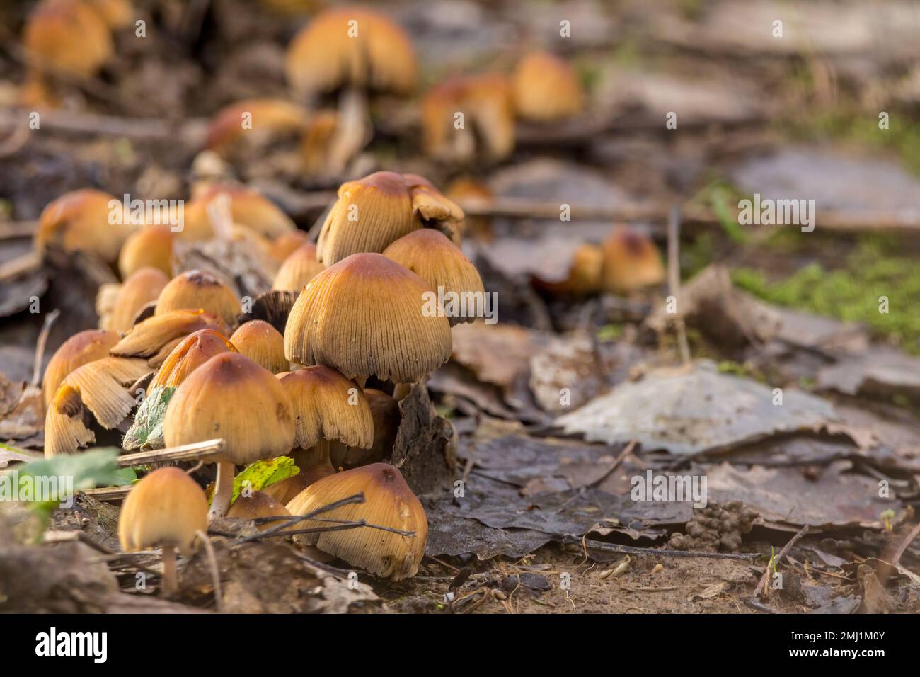 Fungi multiple clump with orange brown centres tan to grey on outer margins domed and ridged caps narrow stems on forest floor Stock Photo