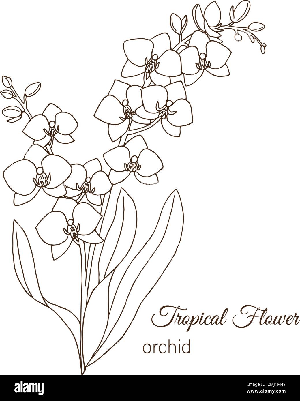 Vector illustration of tropical flower isolated on white background. Hand  drawn orchid. Floral outline. Coloring page. Sketch style. Tropic design  ele Stock Vector Image \u0026 Art - Alamy, image size:1040x1390