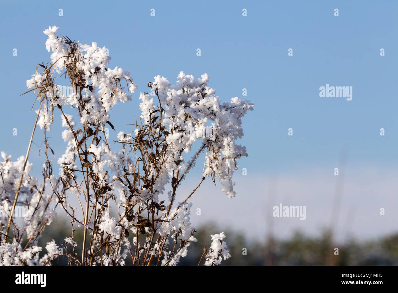Frosty winter weather with icy deposits on farm field vegetation chrystals of ice forming on